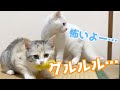 かわいい子猫たちの野生の本能を目覚めさせてしまいました…