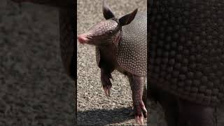 Terrible armadillo #shorts