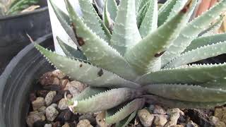 Gasteraloe silver swirl blooming and