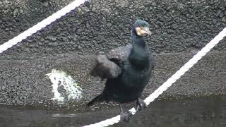 カワウが浅草にいた！バードウオッチング野鳥　河鵜、川鵜