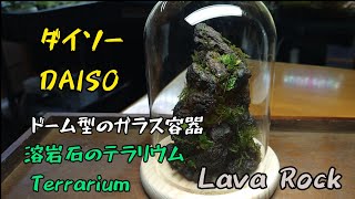 ダイソーで購入したドーム型のガラス容器でテラリウムを作ってみました　#テラリウム　#terrarium #ダイソー