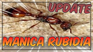 MANICA RUBIDA UPDATE- Featuring other antkeepers! #ants #manica #fireants