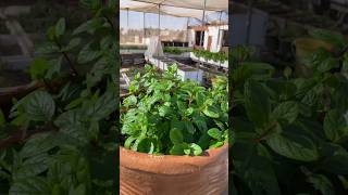 😲घर पर पुदीना 🔥उगाने का सही तरीका Grow Mint at Home Easily #MintPlant #GardeningTips #OrganicFarming