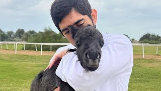 Prince Hamdan Fazza Love With Pets | Review