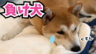 柴犬の子犬が技を駆使して兄犬に勇敢に挑むもShiba Inu puppy