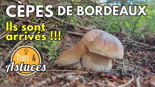 Cèpes de Bordeaux Août 2024 : Reportage Exclusif à ne pas manquer ! 🍄🌳 #cepes #champignons #nature