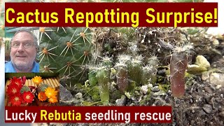 Cactus repotting surprises | Cactus seedlings rescue, Rebutia #cacti #cactuscare #cactus #succulents