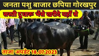 जनता पशु मंडी में आई भैसों का रेट|Janta pashu bazar chhapiya gorakhpur| #chhapiya #buffalo #dabwali