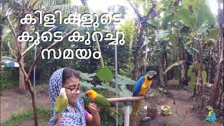 Routine with birds - കിളികളുടെ കൂടെ കുറച്ചു സമയം