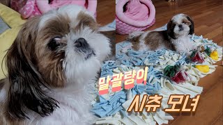 말괄량이 시츄 모녀 일상 / The tomboy Shih Tzu mother and daughter daily