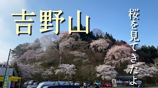 吉野山の桜　2021年3月26日