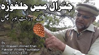 An Introduction to Pine Nut And Its Tree | Chalghozay K Phal Or Darakht Ka Taruf | Chalghoza Tree