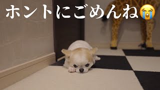 愛犬が一人寂しく廊下に居た理由に胸が締め付けられました😢