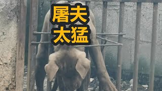 狗贩子抓狗，猛犬不敢逃跑，被屠夫“吓破胆”