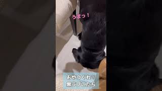 おやつを食べる黒ラブこたち#咀嚼音 #kotachi #ラブラドール #labrador #golden #大型犬 #黒ラブ #japan #食べる音 #shorts #moreviews