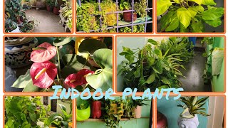 21 ll indoors plants 2024 ll update ll balcony garden