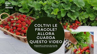 Non Togliere gli Stoloni di Fragole GUARDA QUESTI 2 METODI per moltiplicare le FRAGOLE dallo stolone