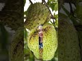 Soursop fruit #short #viral #magicfruit #trending