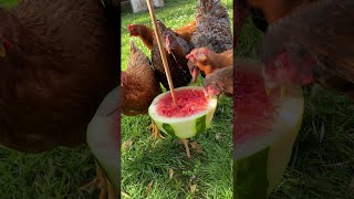 Happy Chickens Enjoy Their Favorite Treat || ViralHog