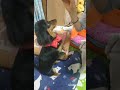 【チワックス】かわいい子犬。ダックス×チワワ