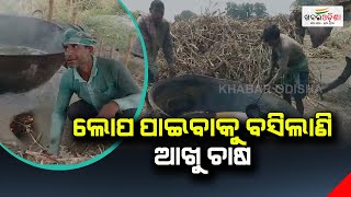 ଲୋପ ପାଇବାକୁ ବସିଲାଣି ଆଖୁ ଚାଷ | Bhadrak | Khabar Odisha