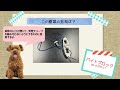 【愛玩動物看護師】特別編　君の名は　パート1