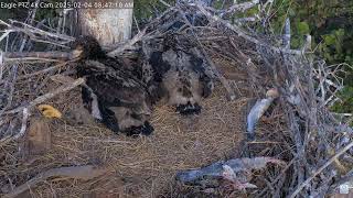 Bald Eagle - Captiva Eagle Cam - Connie \u0026 Clive 04.02.2025 08:34