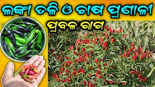 chilli cultivation || How to cultivate mirchi