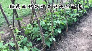 推荐新手的两种蔬菜——四季豆和莴笋，易种植好管理，不招虫！