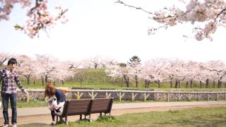 2011年の桜　桜の名所　函館五稜郭公園