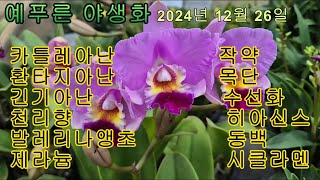 24년12 26 야생화 작약 목단 꽃