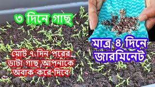 মাত্র ৪ দিনে জারমিনেট, ৩ দিনে গাছ মোট ৭ দিন পরের #ডাটা গাছ আপনাকে অবাক করে দিবে টবে ডাটা চাষ পদ্ধতি