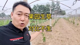 果园生草后，好处太多了，省了很多肥料钱，长势还好！