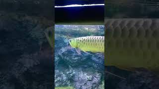 Discover the Lucky Fish  Must-See Video for All Fish Lovers! ❤️ #shorts #lucky #fish #Arowana