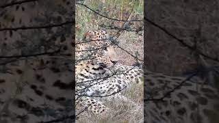 Leopard Sleeping #short #subscribe #shorts #shortvideo #shortsvideo