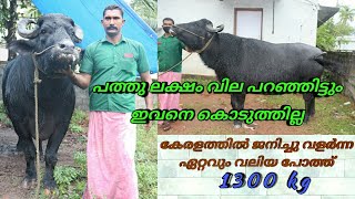 ഇപ്പോൾ ഇവന്റെ വില 40 ലക്ഷം |Biggest Buffalo in kerala|Buffalo farming|Pothu valarthal|