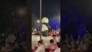 會跳阿拉伯舞的貓熊|会跳阿拉伯舞的熊猫|A panda that can dance Arabic dance|A show at the Dubai Desert camp.