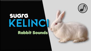 SUARA KELINCI || Rabbit Sounds