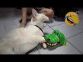 Best Cats Videos 😂😻 Funny Animal Moments 😂