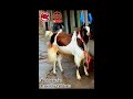 the most beautiful kota goat tausif bhai ka shandar kota bakra