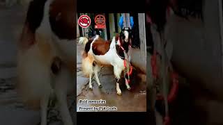 The most beautiful kota goat | Tausif bhai ka shandar kota bakra