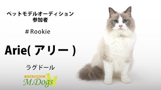 ペットモデル 宣材写真撮影会 #Rookie「Arie(アリー)」ラグドール