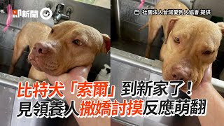 比特犬「索爾」入住新家！見領養人撒嬌討摸超萌｜寵物動物｜狗狗