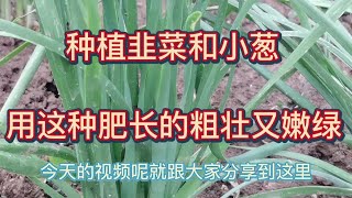 種植韭菜和小蔥小妙招，用這種肥長的粗壯又嫩綠，簡單實惠效果好