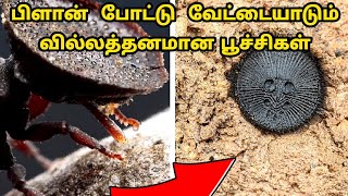 வெறித்தனமாக வேட்டையாடும் பூச்சிகள்/ Amazing unique insects hunting skill / Tamil Catch Board / 13