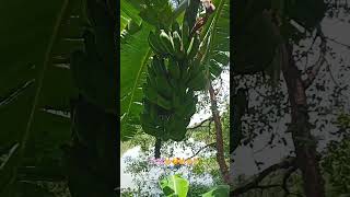 #කොහොමද  කෙසෙල්  කැන@#banana#