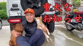 猟犬リキと熊野犬の子犬について重大なお知らせがあります！