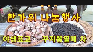 당뇨에좋은 꾸지뽕 차 만들기와 나눔 행사/ 야생 표고버섯과 꾸지뽕 열매 차