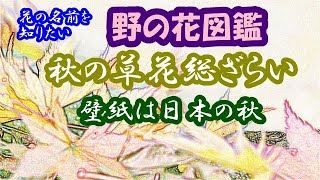 【花の名前を知りたい】野の花図鑑・\