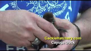 Cayuga Duck Breed - Baby Ducklings | Cackle Hatchery